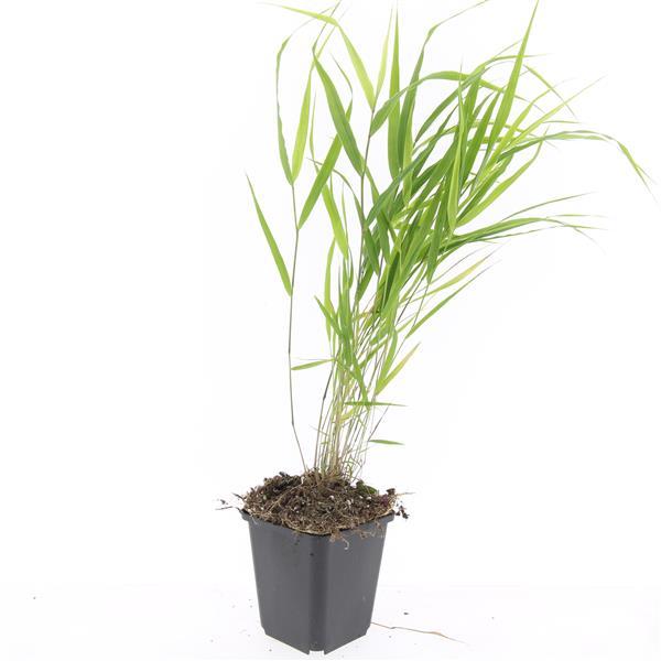 24x Hakonechloa macra - ↕10-25cm - Ø9cm