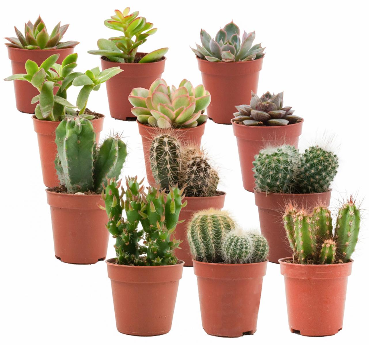 Mix of Real Cacti and Succulents - 12 Pieces - Ø 5.5 cm - Height: 5-10 cm