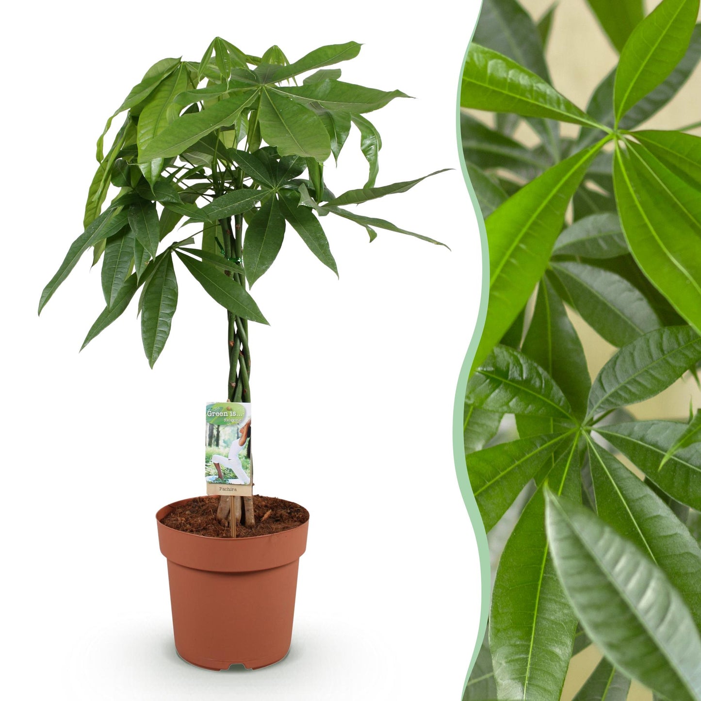 Green BoutiQ - Green is... Houseplants - Pachira Aquatica braided trunk - Money tree - Low maintenance - Green - 1 Plant - Pot 21cm - Height 80-90cm