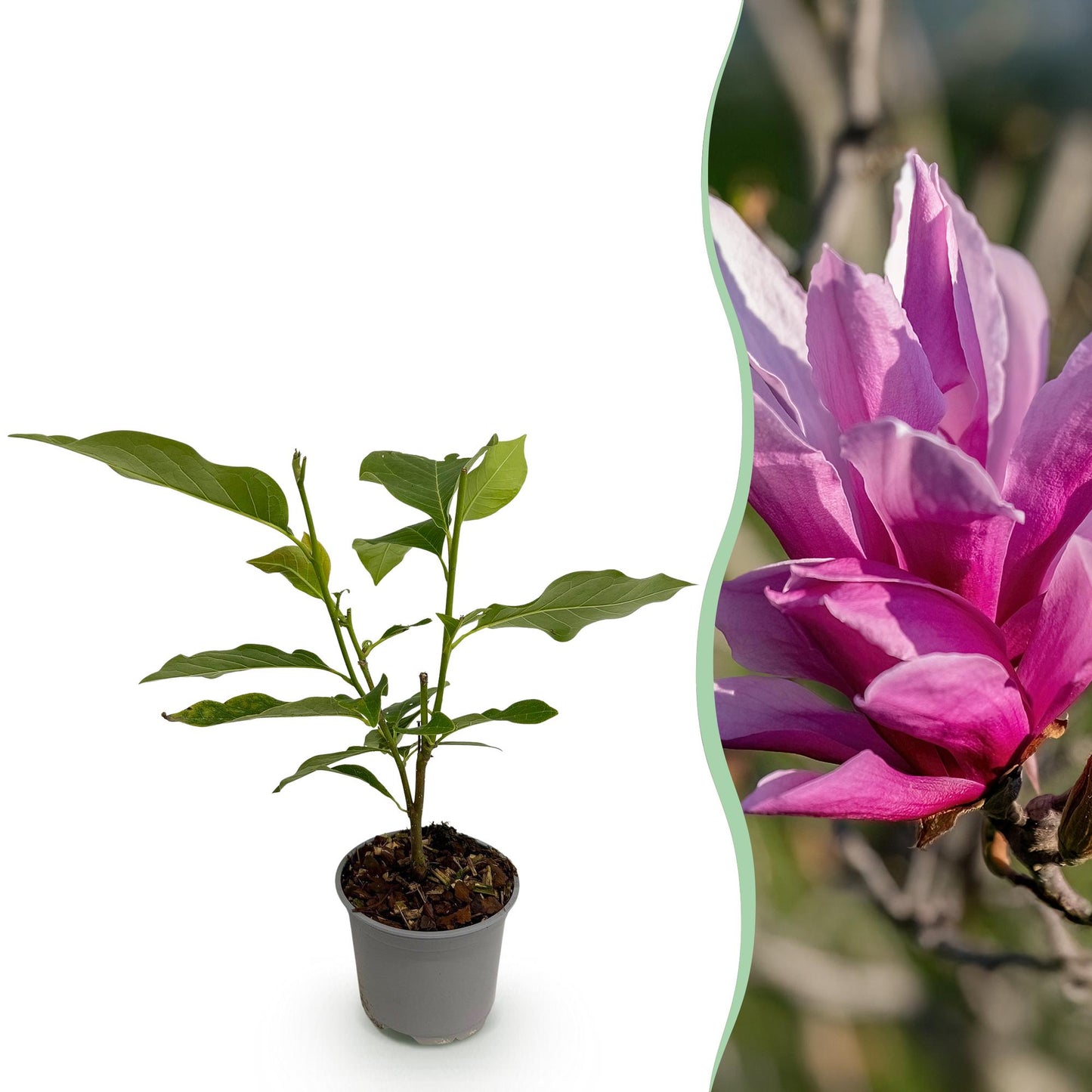 Garden Plant - Magnolia liliiflora Nigra - Purple Flower - 1 Plant - Deciduous - Low Maintenance - Pot 12cm Height 30cm