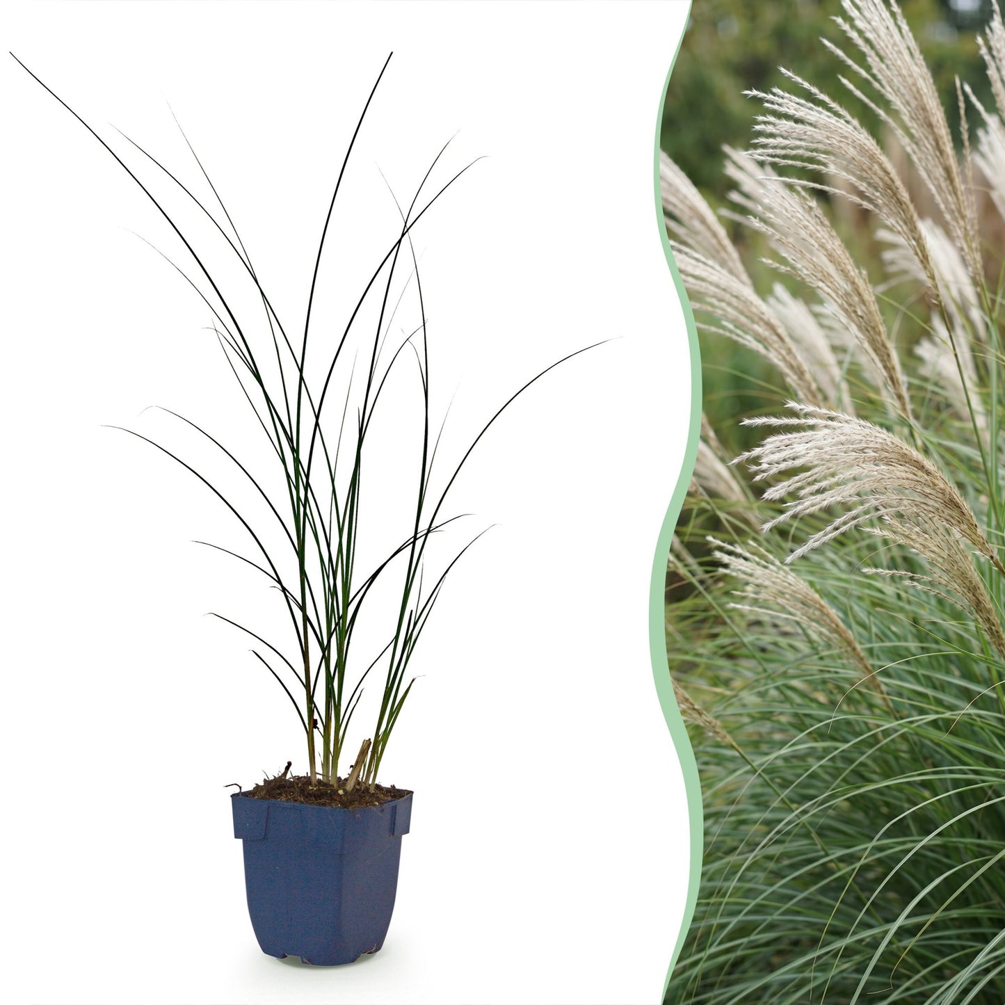 Grasses - Miscanthus sin. Gracillimus - Pampas Grass - With Plume - Green - 24 Plants - Pot 11cm - Height 15-25cm