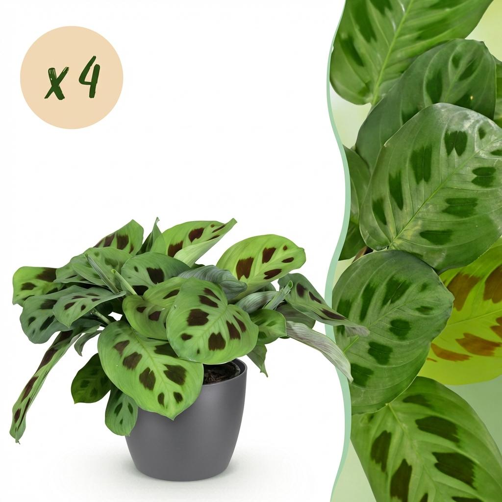 Green boutiQ - Houseplant - Maranta Fascinator Kerchoveana - Zebra Plant - Pet Friendly Plant - Green - 4 Plants - with Potter Grey - Pot 12cm - Height 25cm