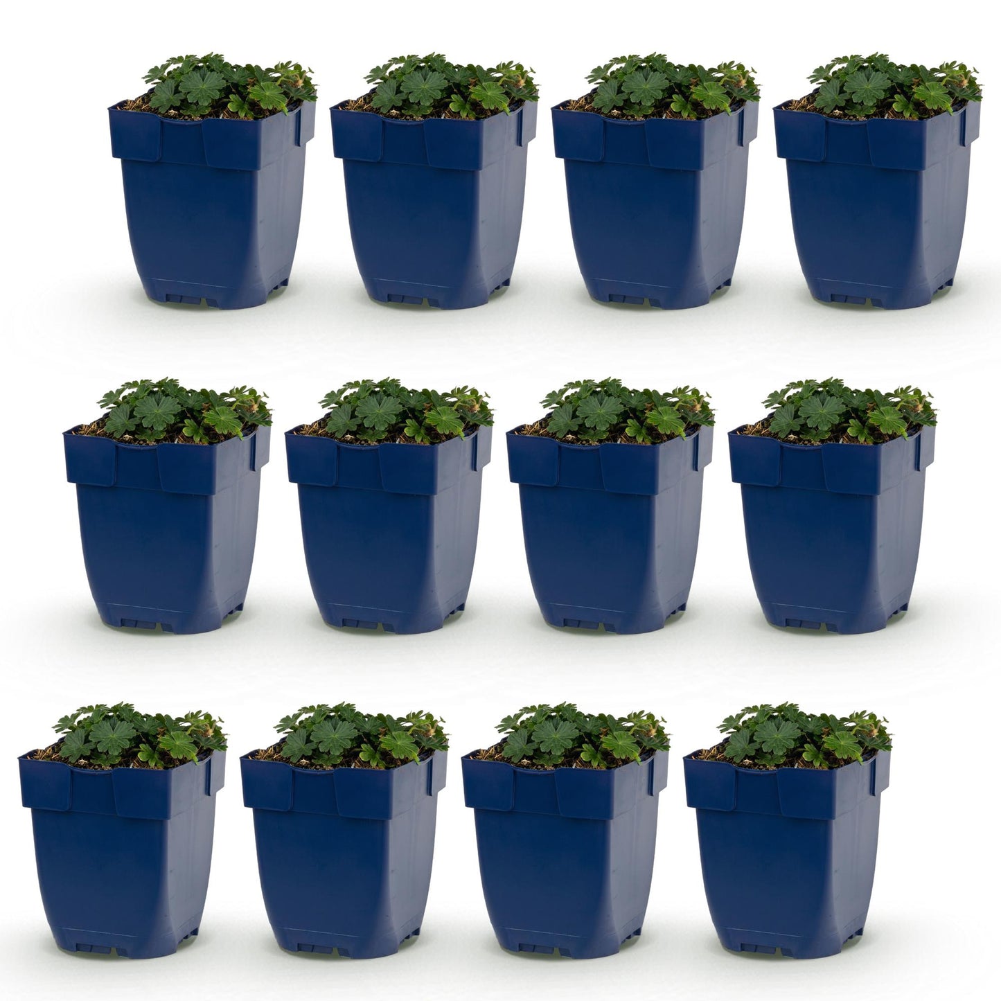 Vasteplant - Geranium sang. Max Frei - Ooievaarsbek - Bodembedekkend - Roze - 12 Planten - Pot 11cm - Hoogte 15-25cm