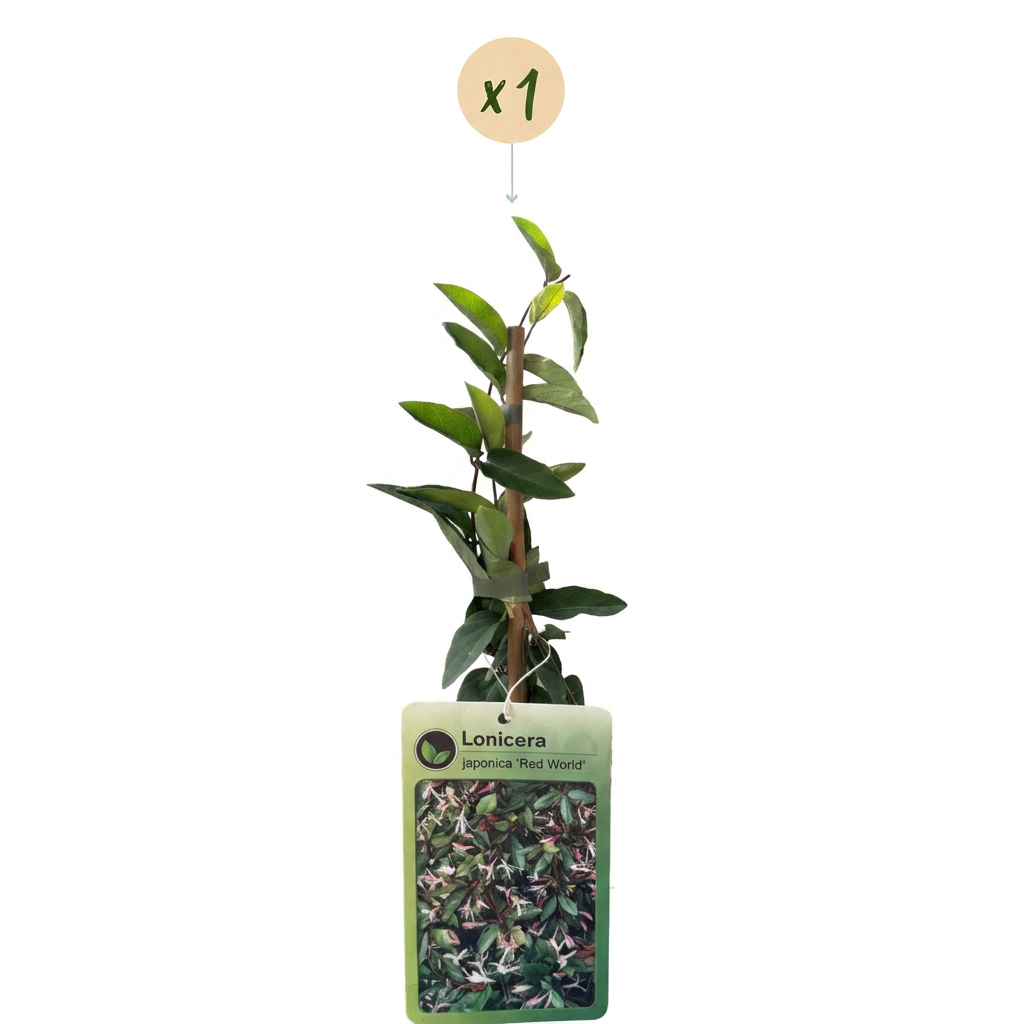 Lonicera jap. 'Red World' - Japanese honeysuckle - Red - Pink - Climbing plant - Ø9cm - ↕35cm