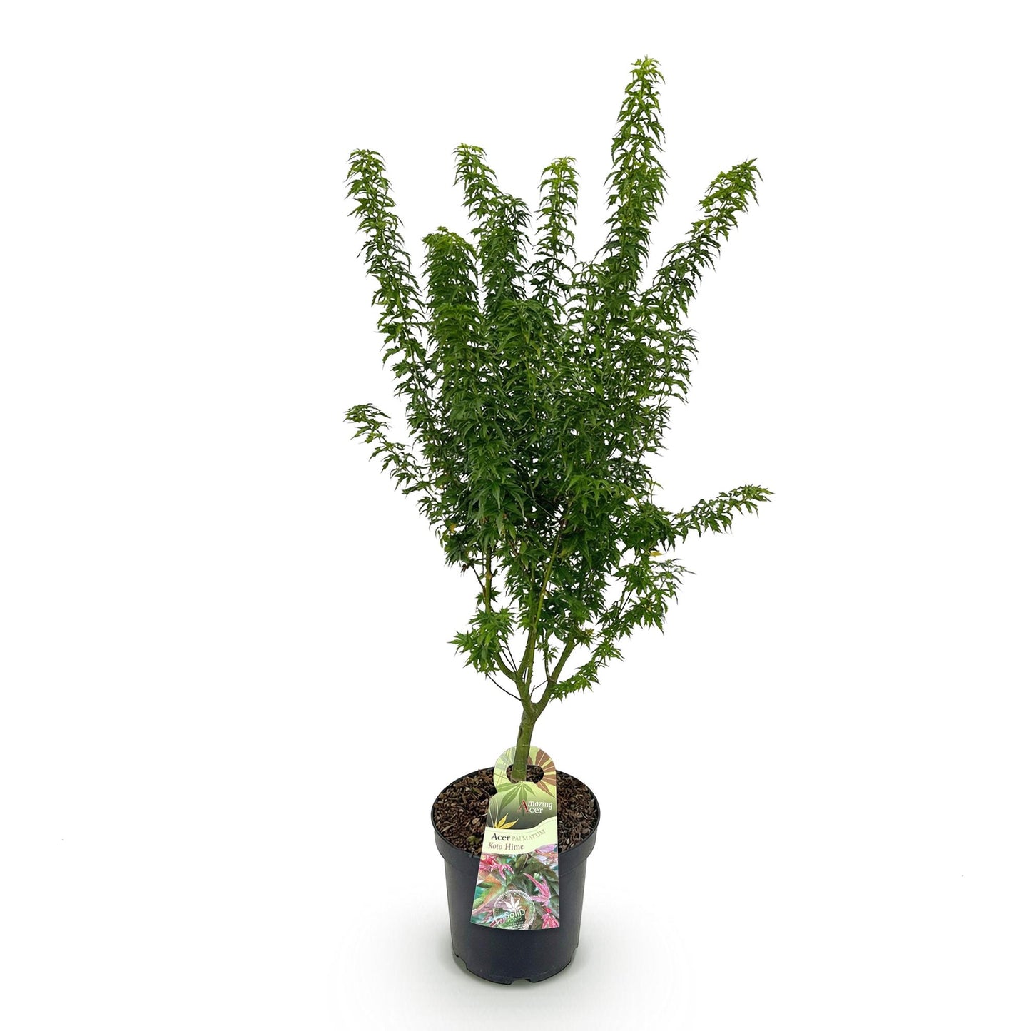 Pianta da giardino - Acer palmatum Koto Hime - Acero giapponese - Deciduo - Verde - 1 - Vaso 26cm - Altezza 90cm