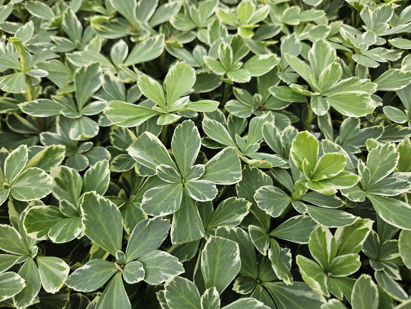 6x termine Pachysandra. 'Variegata' - ↕10-25cm - Ø9cm