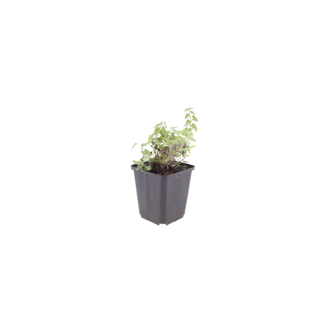 60x Nepeta faassenii - ↕10-25cm - Ø9cm