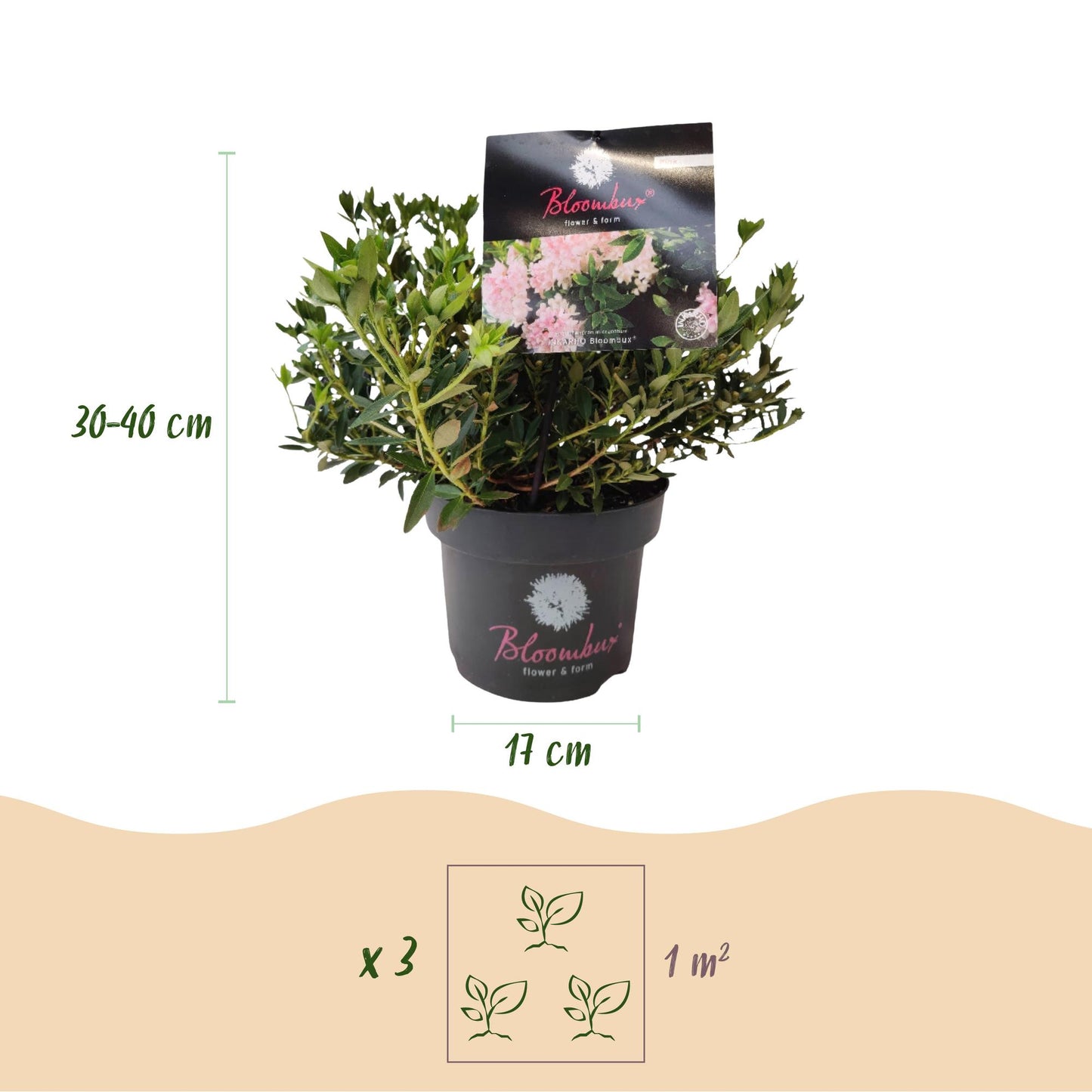 Green boutiQ - Dwarf Rhododendron - Rhododendron Bloombux Light Pink - Flowering Boxwood - Low Maintenance - Light Pink Flower - 2 Plants - 17cm Pot - 30-40cm Height