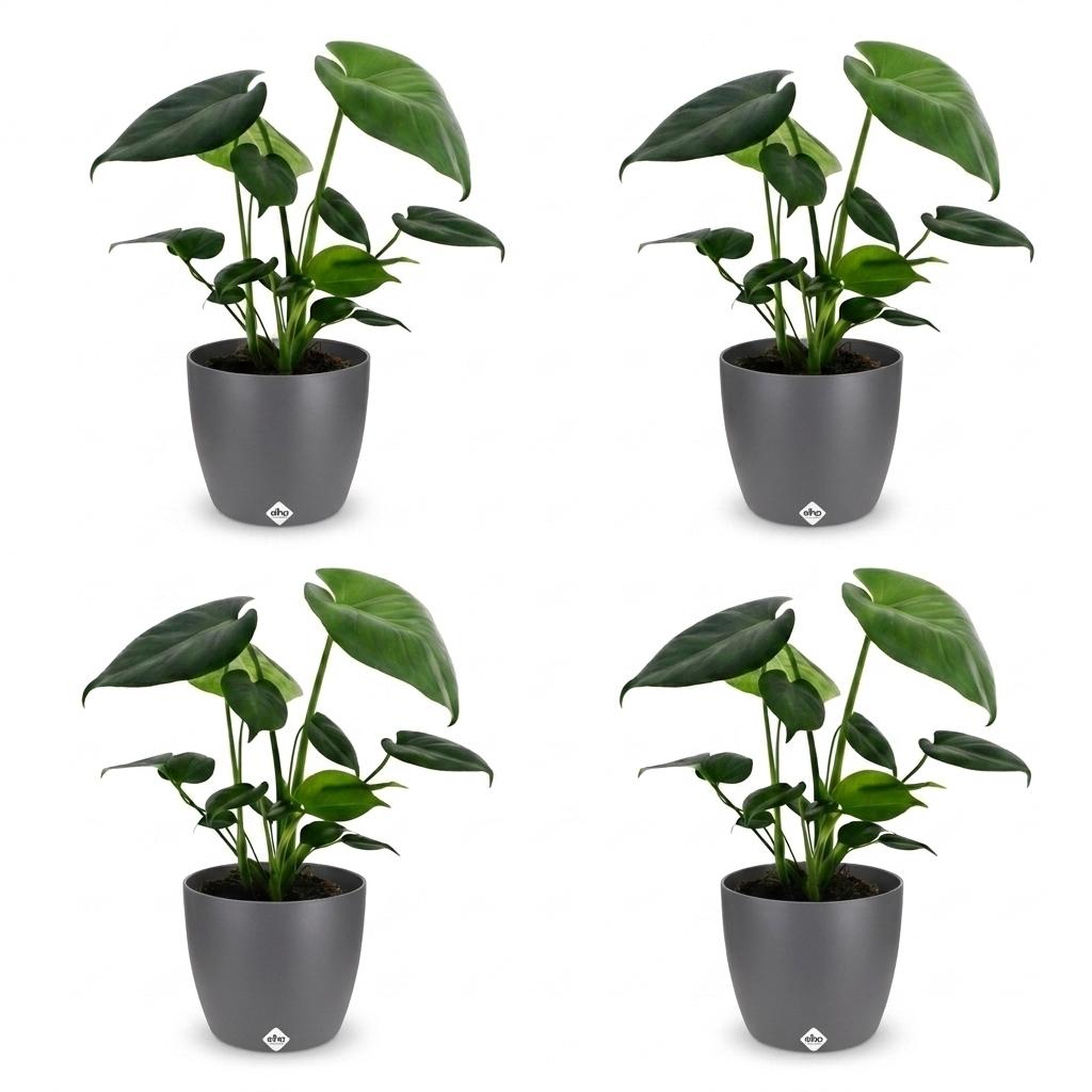 Green boutiQ - Monstera Deliciosa - Swiss Cheese Plant - 4 Plants - with Grey Pot - Pot 12cm - Height - 30cm