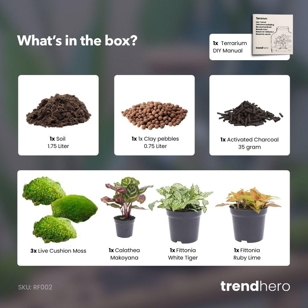 Plant terrarium refill &amp; starter pack - Calathea Makoyana - Package 2