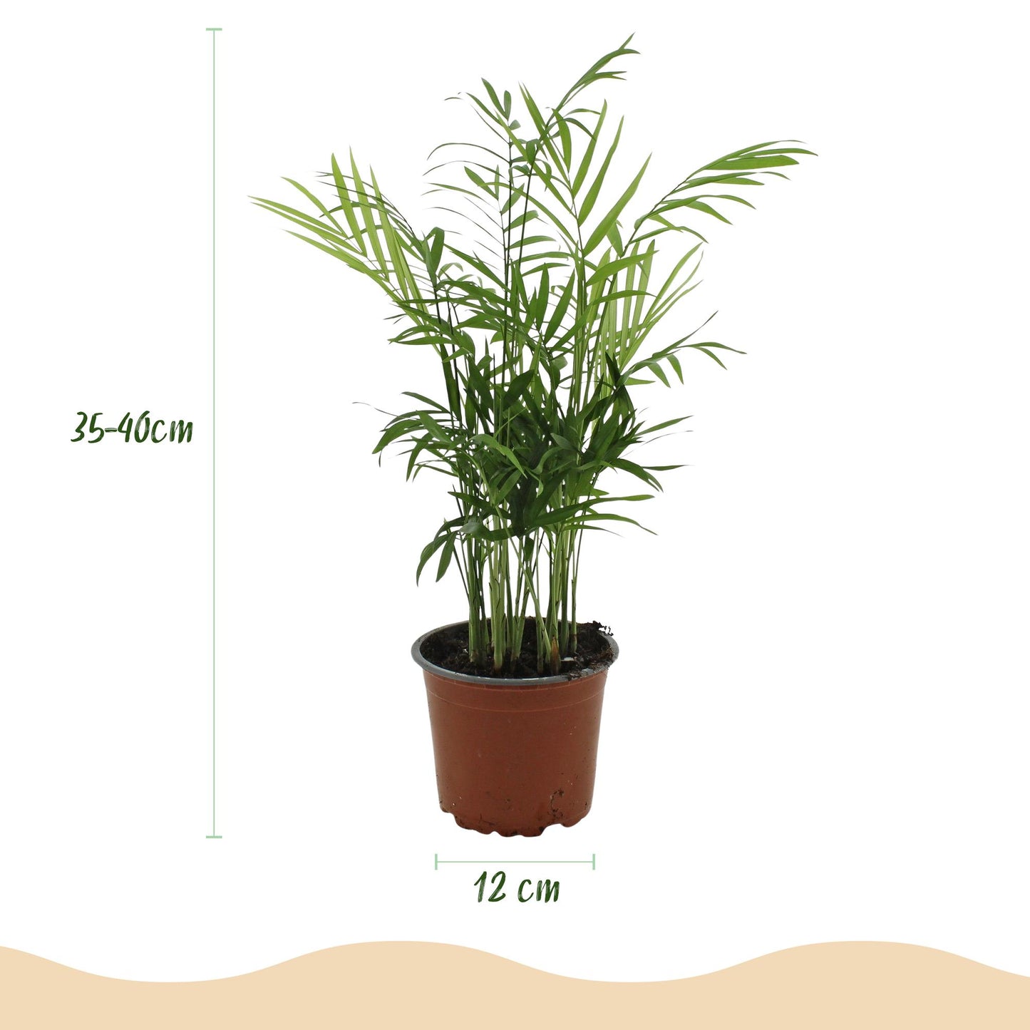Houseplant - Chamaedorea elegans - Parlor Palm - Pet-Friendly Plant - Green - 2 Plants - with Pot White - Pot 12cm - Height 15cm