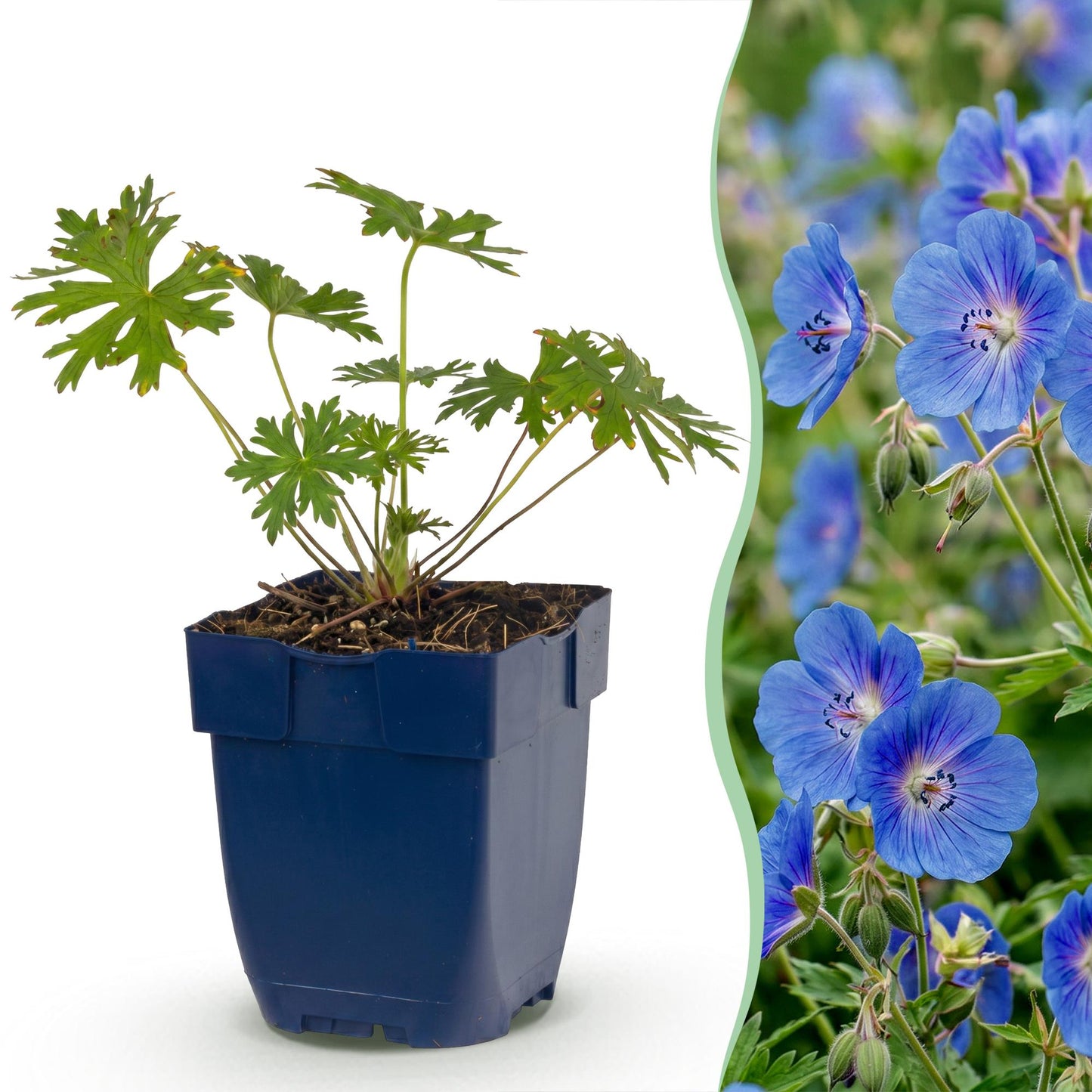Vasteplant - Geranium Johnson's Blue - Ooievaarsbek - Bodembedekkend - Blauw - 1 Plant - Pot 11cm - Hoogte 15-25cm