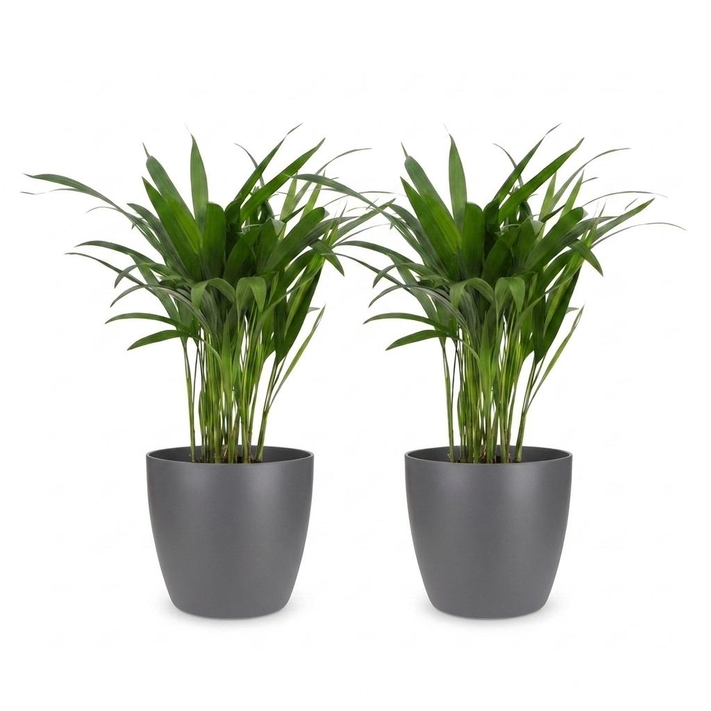 Areca Lutescens - Golden Palm - 2 Plants - with Grey Pot - Pot 12cm - Height - 45cm