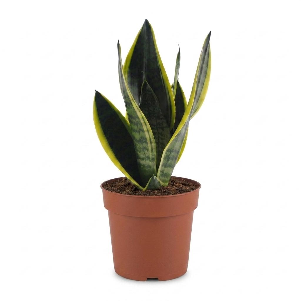 Sansevieria Future Superb - Lingua di Suocera - 1 Pianta - Vaso 12cm - Altezza - 35cm