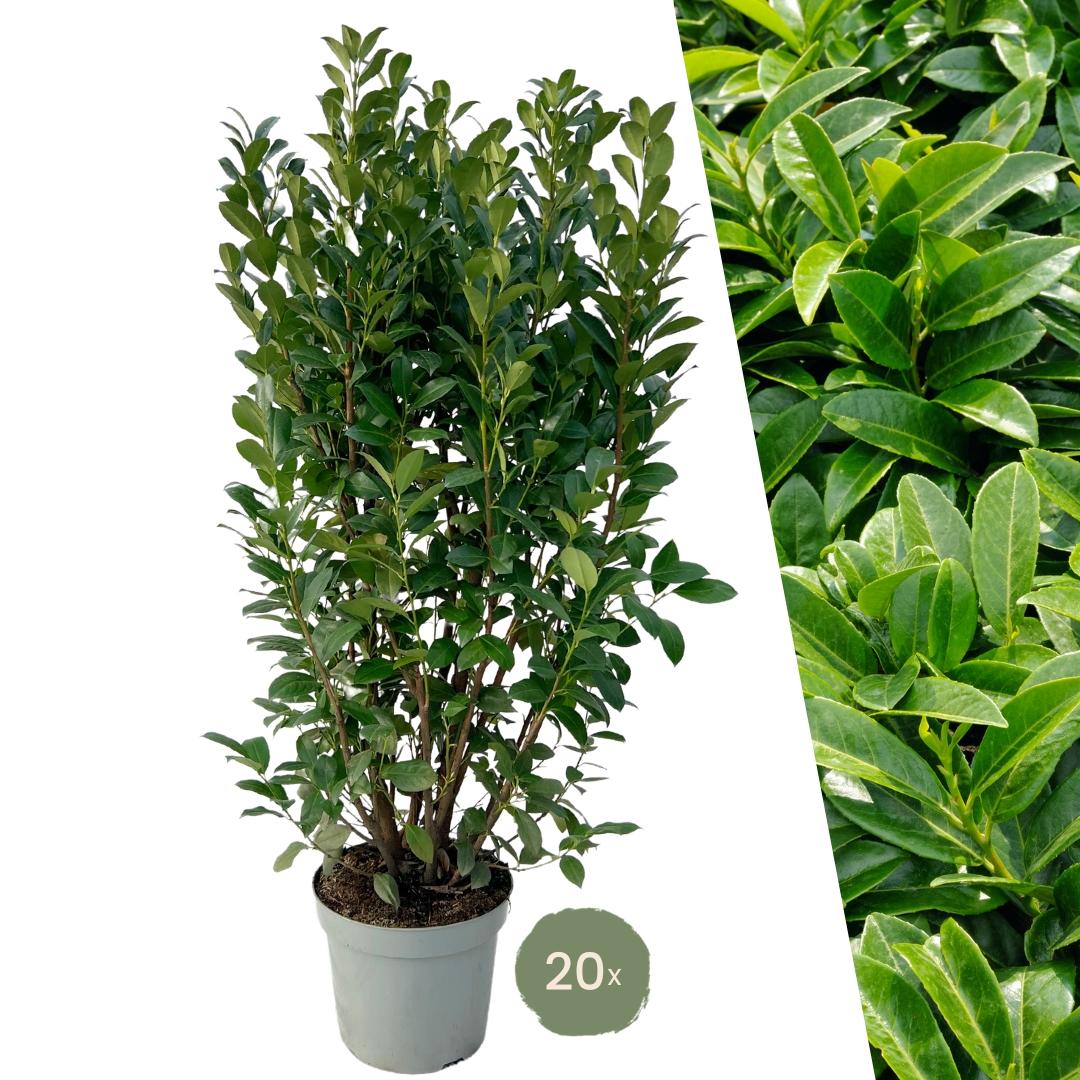 Alloro Lauroceraso Obelisco per 10 metri lineari di siepe | - 15L - 20x | ↨ 125-150 cm