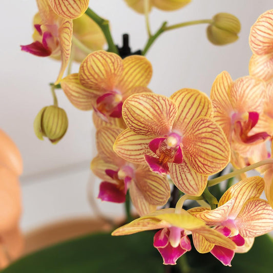 Orchidee colibrì | Set regalo Ottimismo piccola pesca | Pianta verde con orchidea Phalaenopsis arancione in vasi decorativi di caramelle su vassoio organico bianco