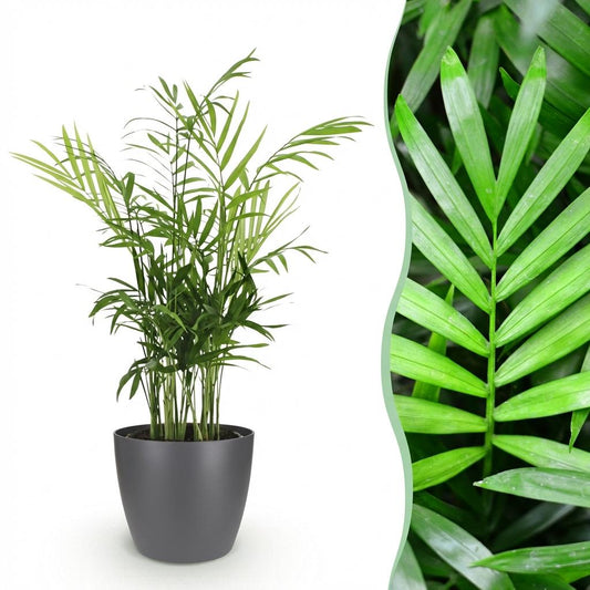 Kamerplant - Chamaedorea elegans - Goudpalm - Huisdiervriendelijke Plant - Groen - 1 Plant - met Potter Grijs - Pot 12cm - Hoogte 15cm