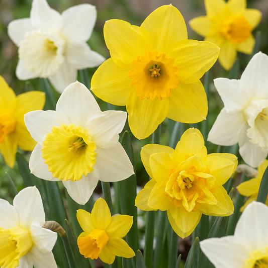 160x Narcissus Botanical Mix - Botanical narcissus mix - Yellow and White - Naturalizing bulb - Bulb size 10/12