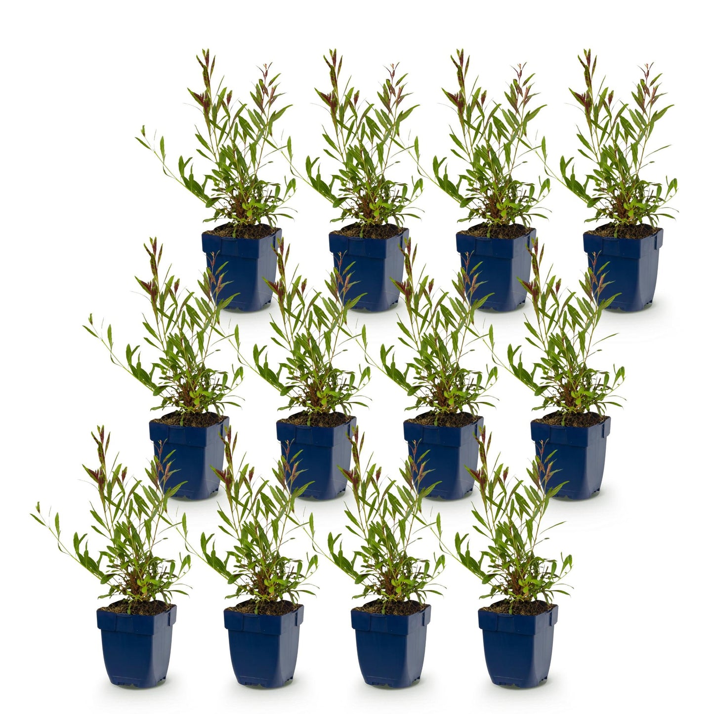 Perennial - Gaura lindh. Whirling Butterflies - Bee and butterfly attractors - White - 12 Plants - Pot 11cm - Height 15-25cm