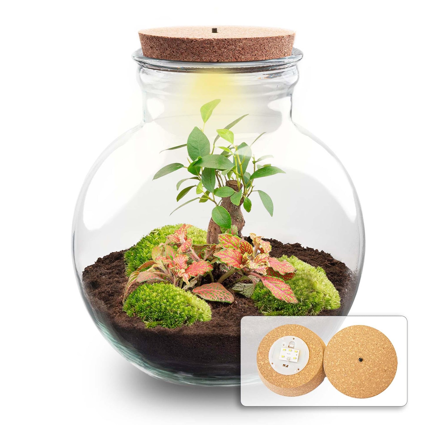 DIY Planten terrarium met licht