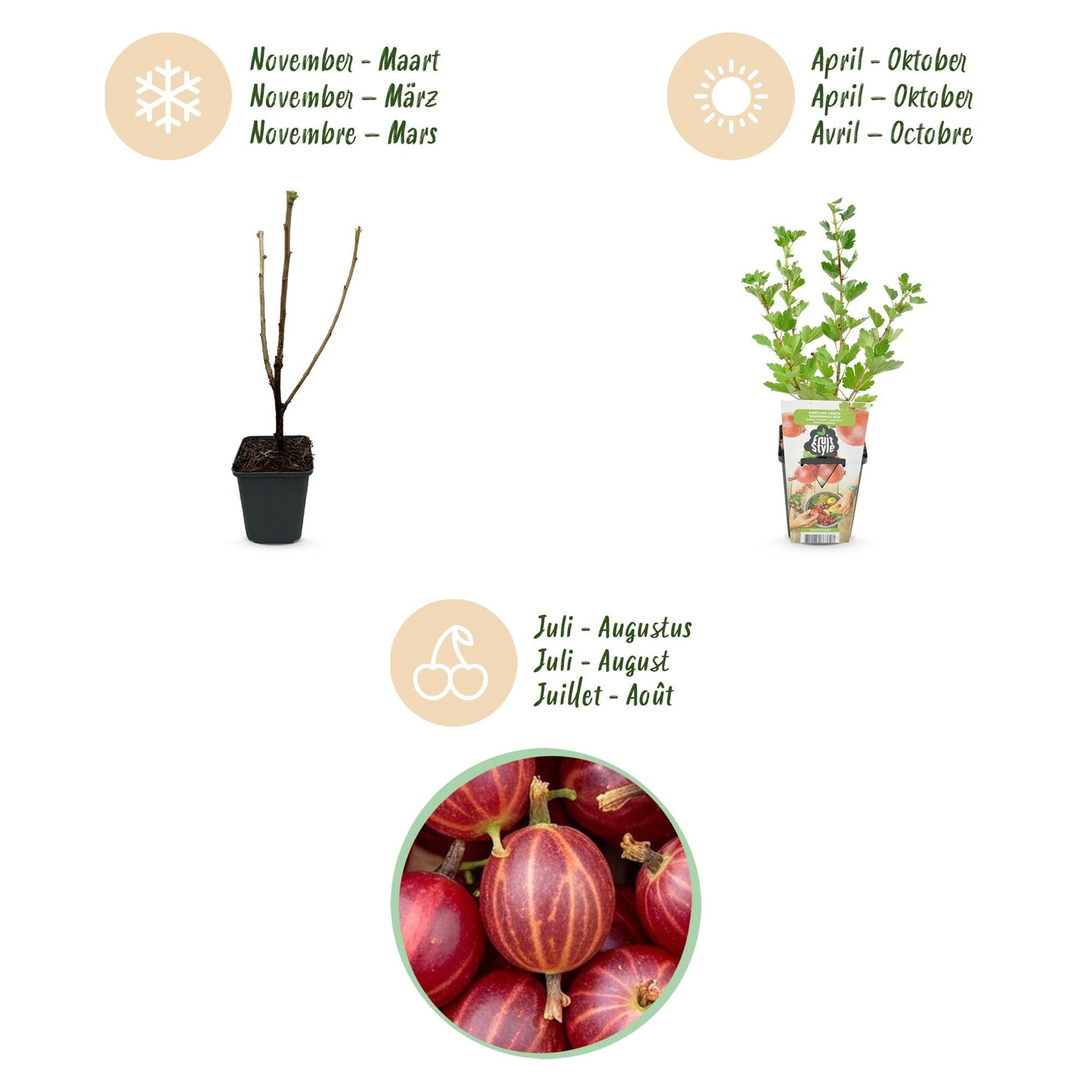 Fruitplanten - Kruisbes - Ribes uva-crispa Hinnonmaki Rod - Winterhard - 6 Planten - Pot 9 cm - Rode Bes