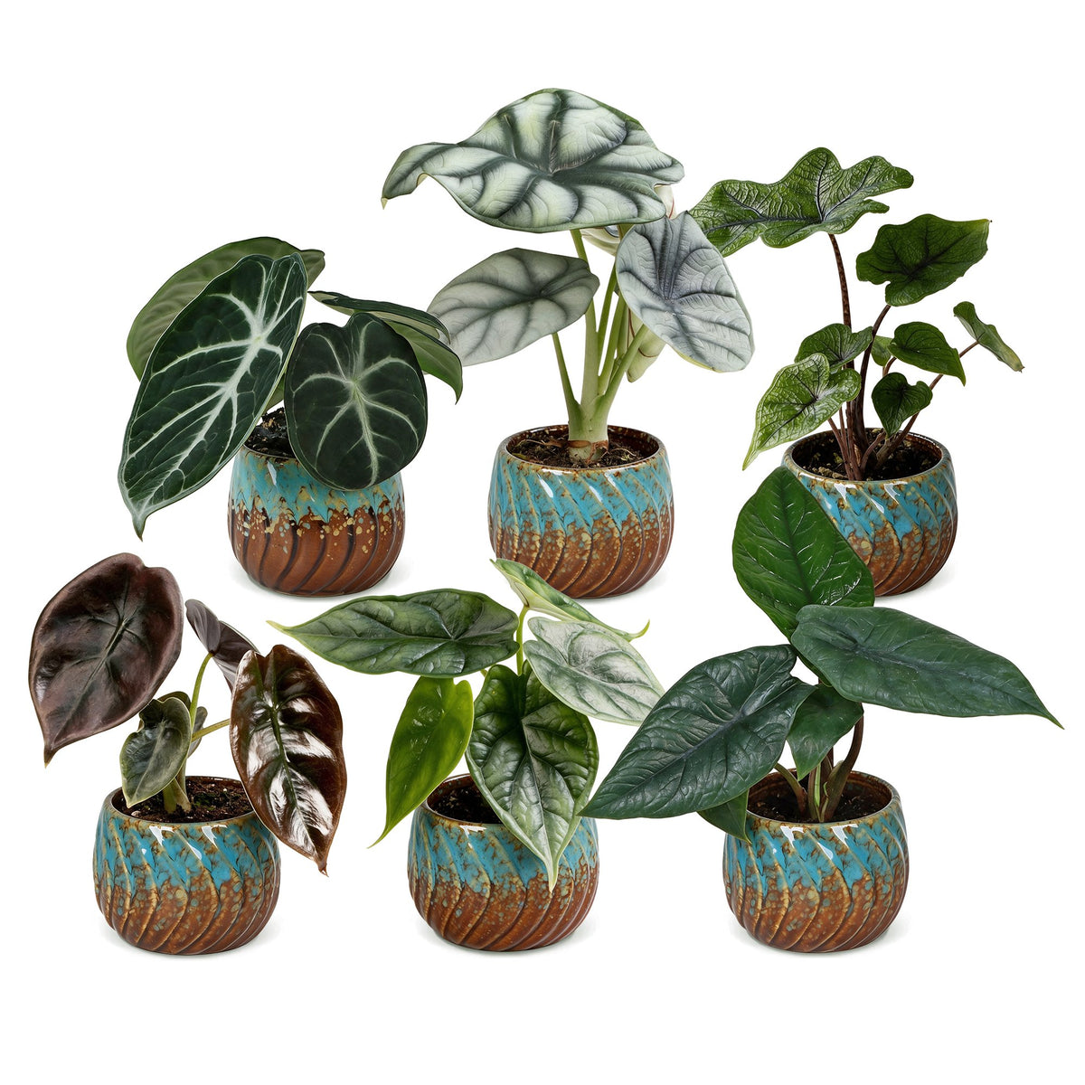 6x Baby Alocasia Family - Red - Green - Black - Silver - Grey - Tropical - incl. Copper Reef - Ø6cm - ↕12cm