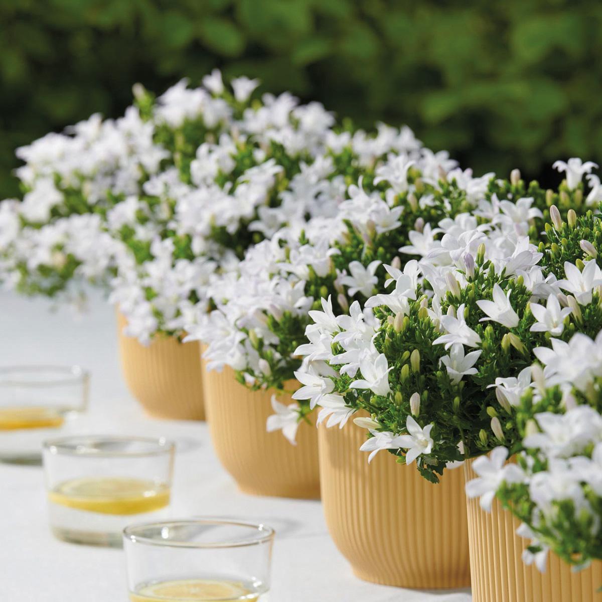 Campanula Addenda - Bellflower purple pot size 12cm - perennial - winter hardy - White