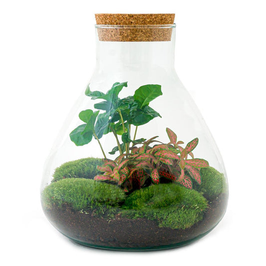 DIY terrarium - Sammie Coffea Red - Ø 22.5 cm ↑ 27 cm - Normal