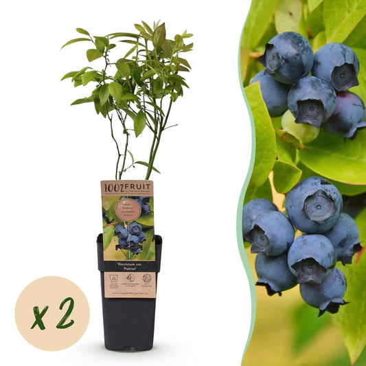 Fruit Plant - Vaccinium corymbosum Patriot - Blueberry - Winter Hardy - Blue Berry - 2 Plants - Pot 15cm - Height 50cm