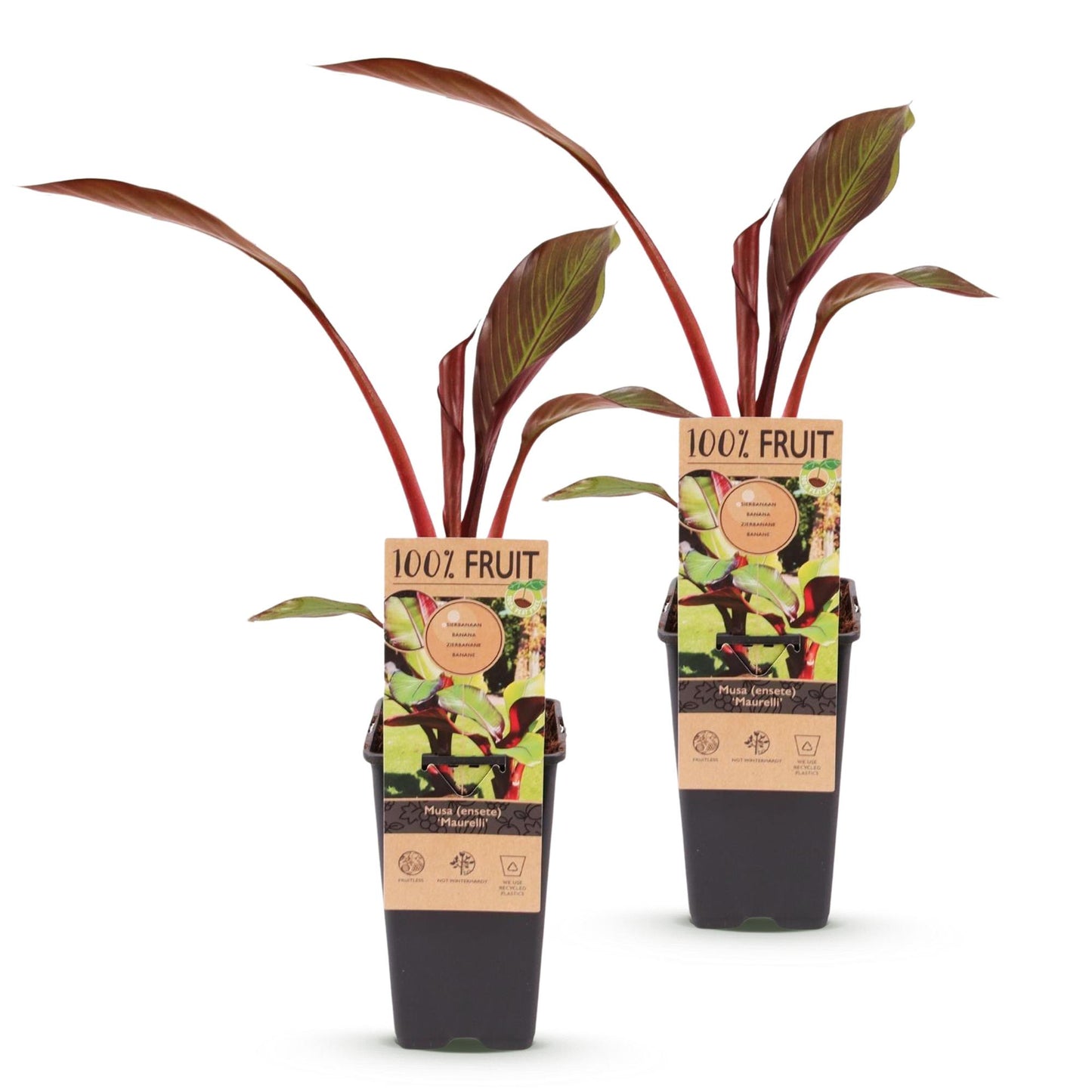 Fruiting Plant - Musa ensete Maurelli - Banana Tree - Winter Hardy - Red-Green - 2 Plants - 15cm Pot - 50cm Height