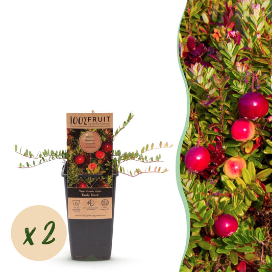Fruit Plant - Vaccinium macrocarpon 'Early Black' - Cranberry - Winter Hardy - Blueberry - 2 Plants - 15cm Pot - 50cm Height