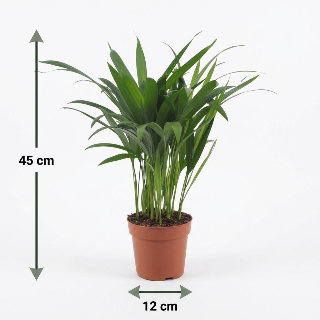 Areca Lutescens - Golden Palm - 1 Plant - with Potter Grey - Pot 12cm - Height - 45cm