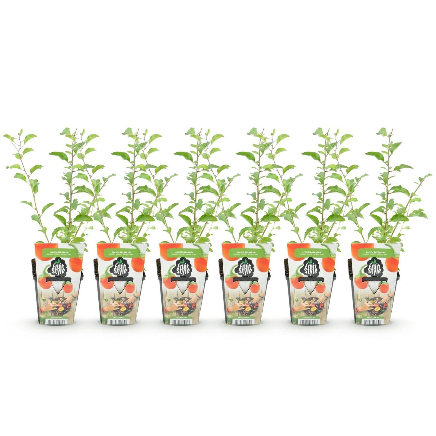 Green boutiQ - Fruit plants - Goijbes - Lycium Barbarum - Winter hardy - 6 plants - 9 cm pot - Orange - Red fruit
