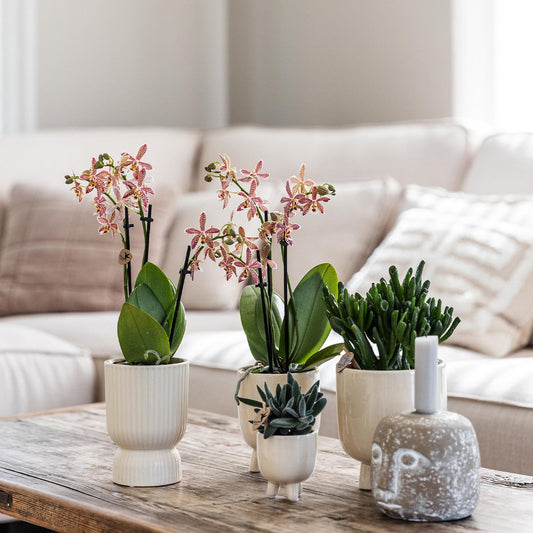 Orchidee colibrì | Orchidea Phalaenopsis rossa - Travertino Congo + Diabolo - dimensioni vaso Ø9cm | pianta d'appartamento in fiore - fresca dal coltivatore