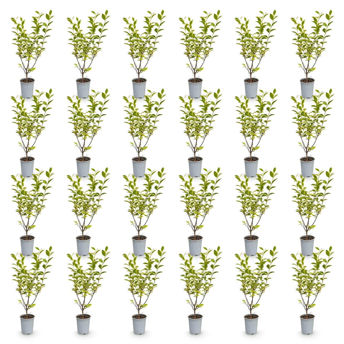Green boutiQ - 24x Ligustrum ovalifolium Aureum - Variegated Privet - Hedge Plants - Evergreen - Variegated - Pot 9cm - Height 35-45cm