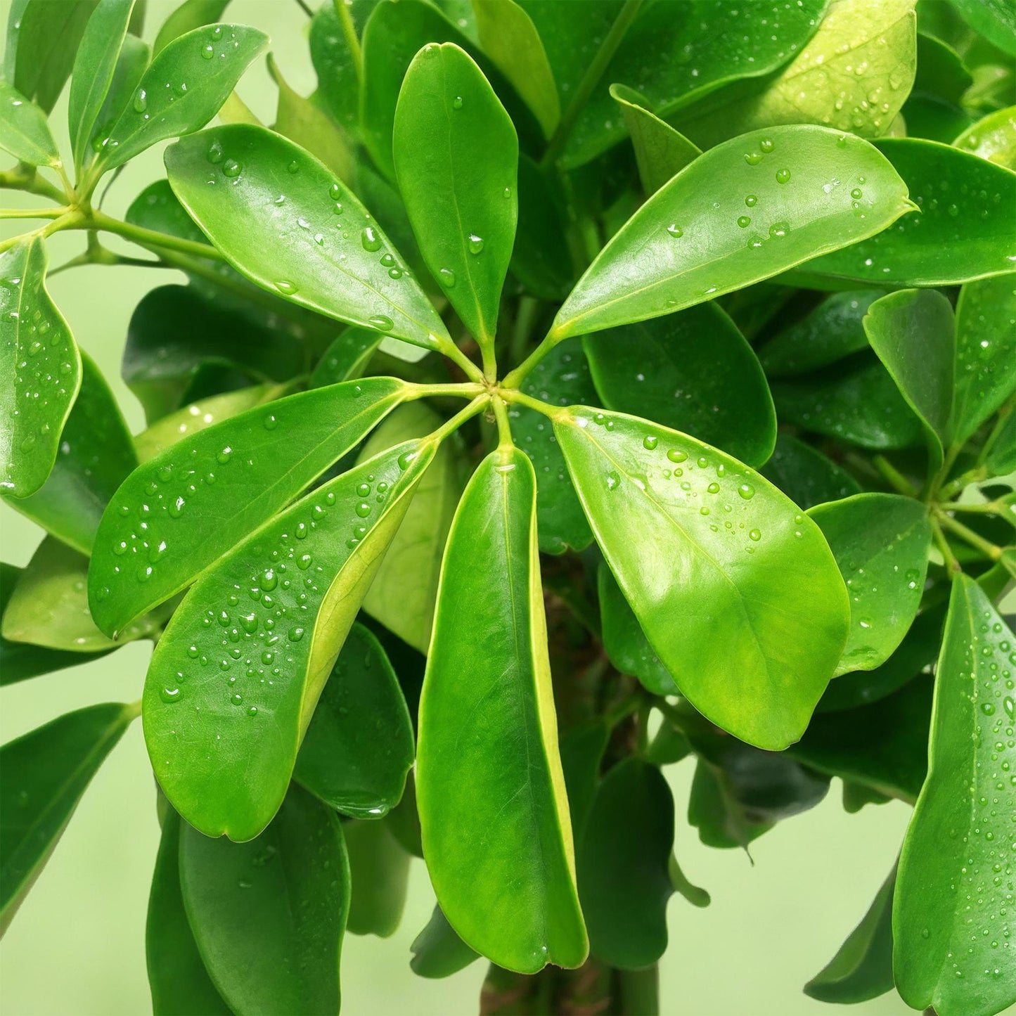 Green is... Indoor plants - Schefflera Nora - Umbrella Tree - Low maintenance - Green - 1 Plant - Pot 21cm - Height 70-82cm