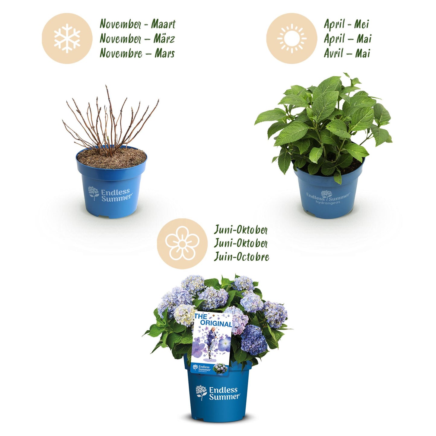 Green boutiQ - Garden Plant - Hydrangea Endless Summer The Original Blue - Hydrangea - Hardy - Blue - 48 Plants - Pot 14cm - Height 20-25cm