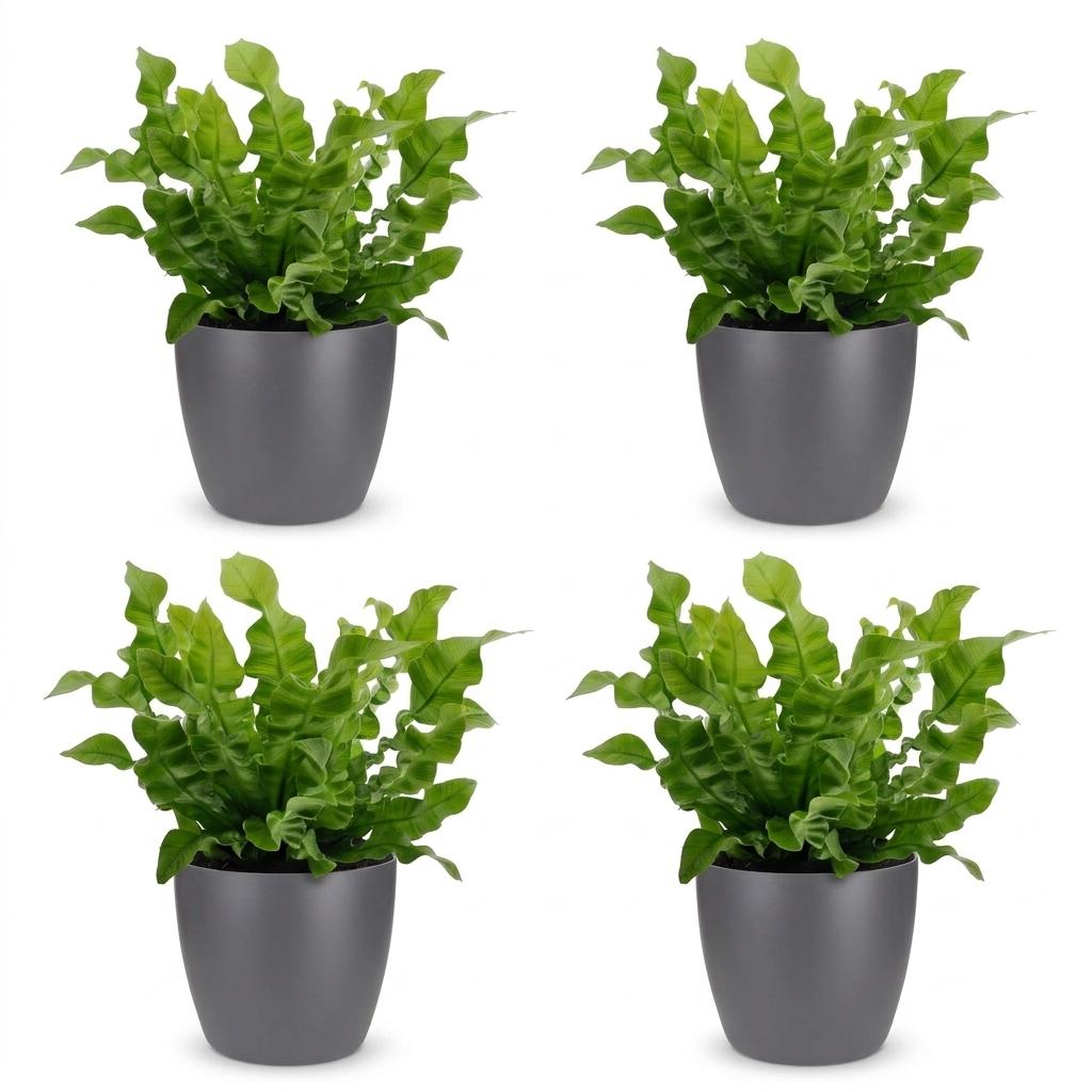 Asplenium Crispy Wave - Asplenium Crispy Wave - 4 Piante - con Vaso Grigio - Vaso 12cm - Altezza - 30cm