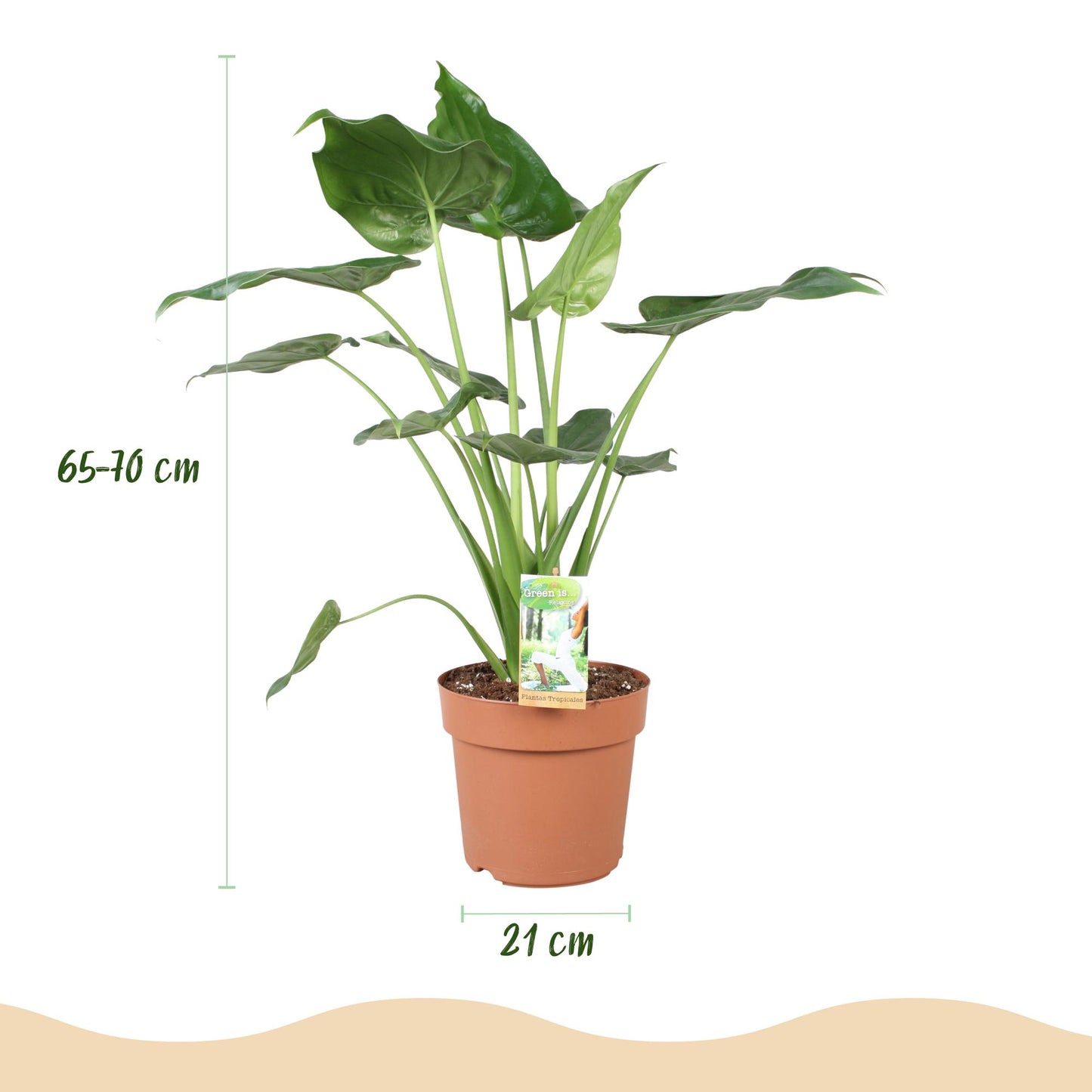 Green boutiQ - Houseplants - Alocasia Cucullata - Buddha's Hand - Low maintenance - Green - 1 Plant - with Potter Grey - Pot 21cm - Height 65-70cm