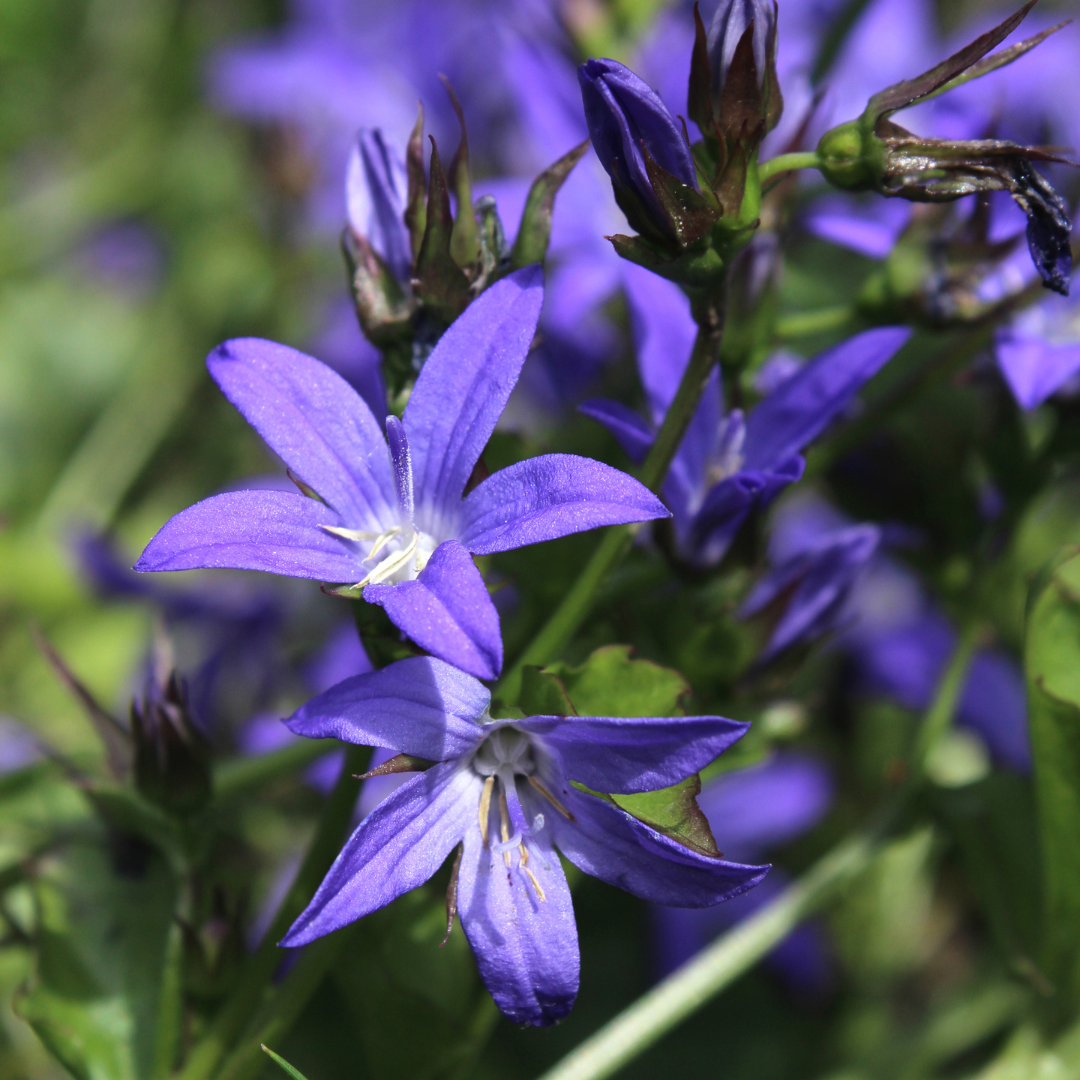 48x Campanula poscharskyana - ↕10-25cm - Ø9cm