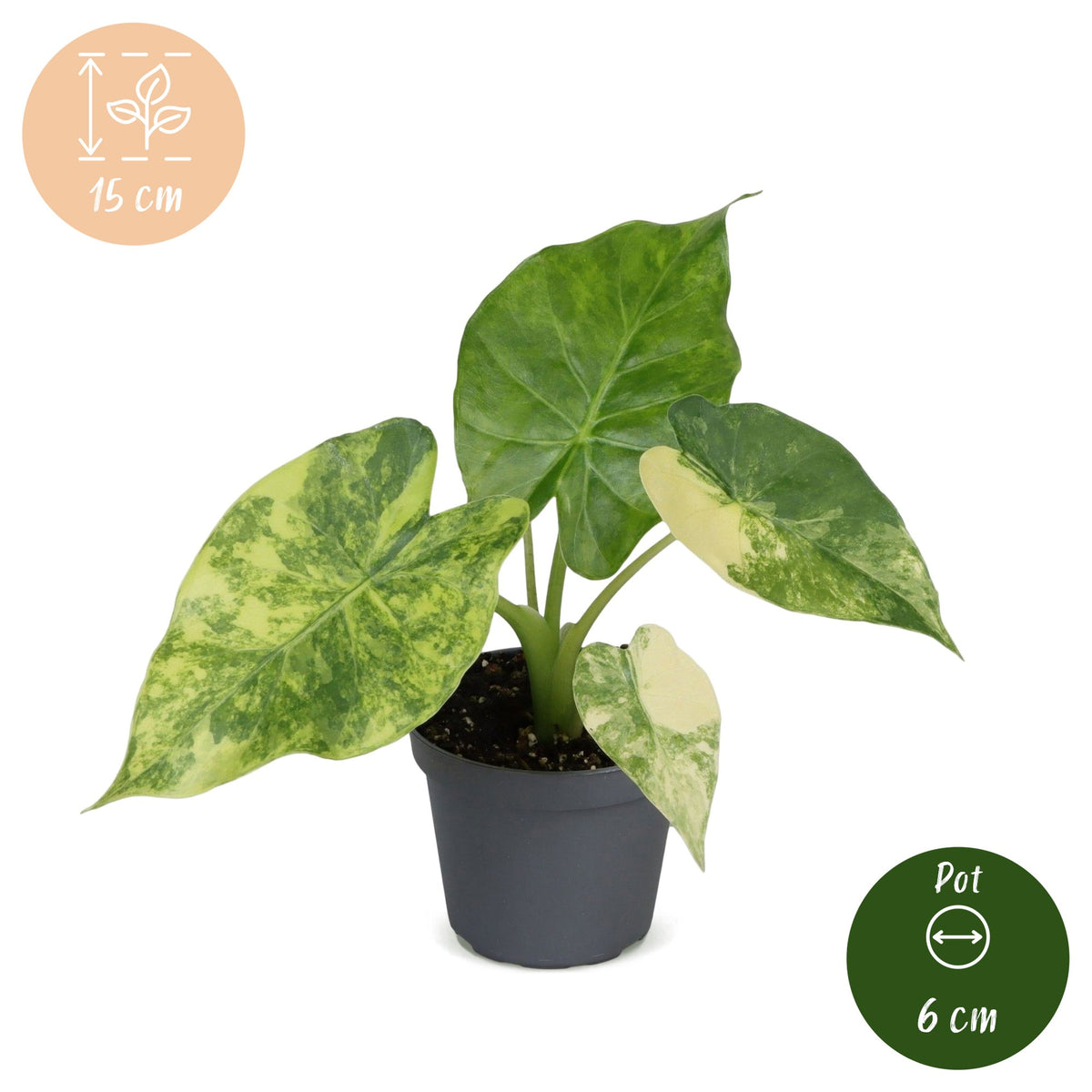 Alocasia Macrorrhiza Aurea Variegata - Gouden olifantsoor - Groen - Variegata - Tropisch - Ø6cm - ↕15cm