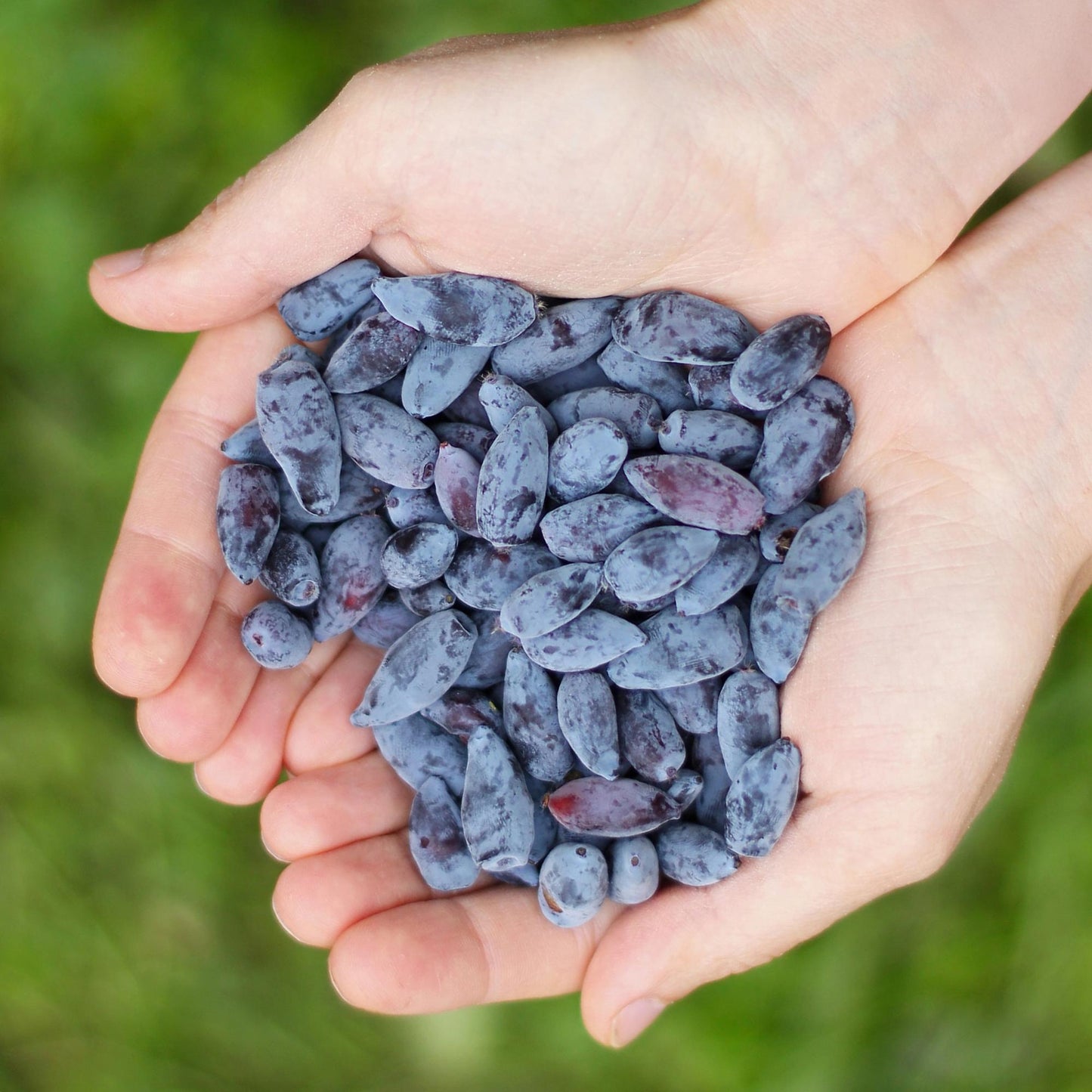 Green boutiQ - Fruit plants - Honeyberry - Lonicera caerulea Kamtschatica - Winter hardy - 6 plants - Pot 9 cm - Blueberry