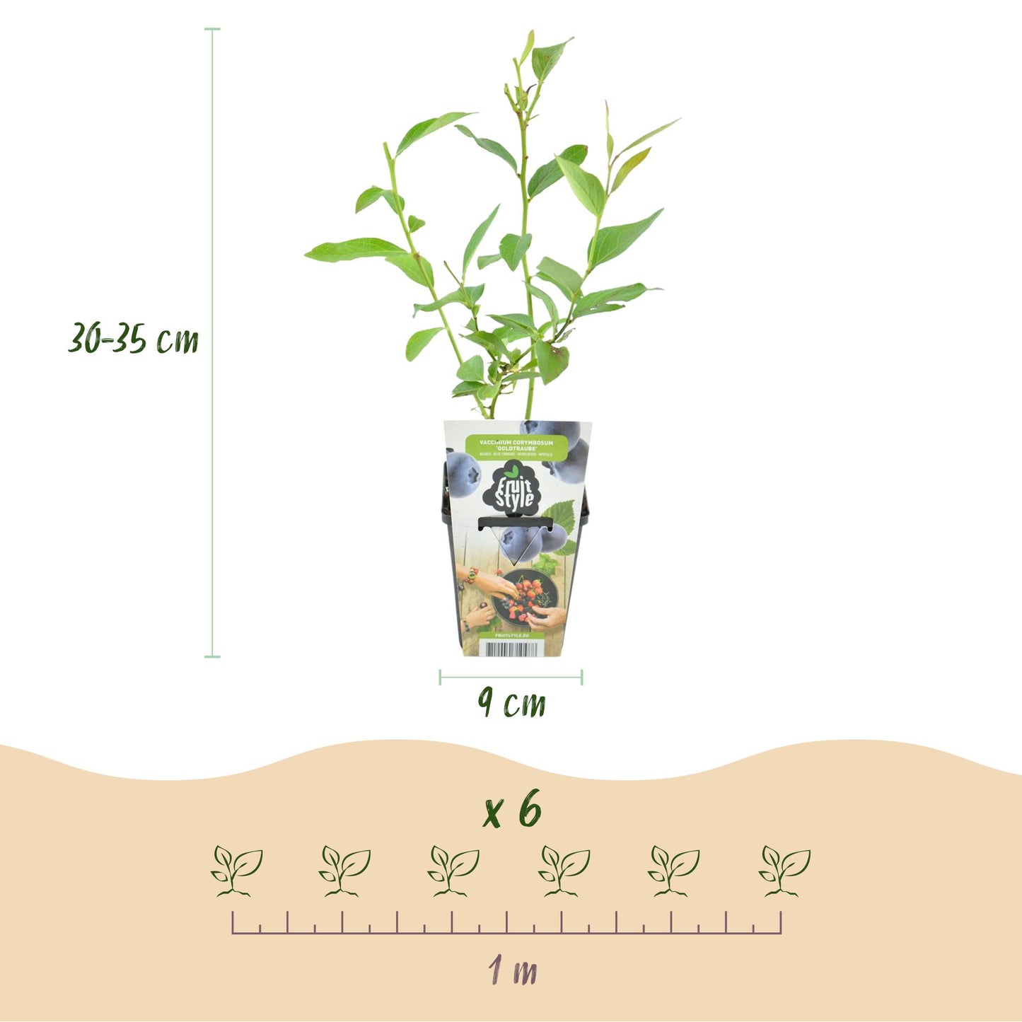 Fruit Plants - Blueberry - Vaccinium corymbosum Goldtraube - Hardy - 6 Plants - Pot 9 cm - Blueberry