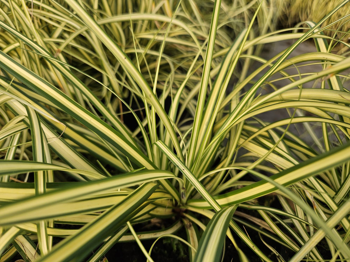 48x Carex oshim. 'Evergold' - ↕10-25cm - Ø9cm