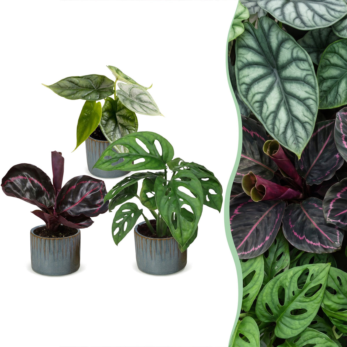 3x Baby Jungle Mix - Assorted - Tropical - incl. Linnea Misty Blue - Ø6cm - ↕10-15cm