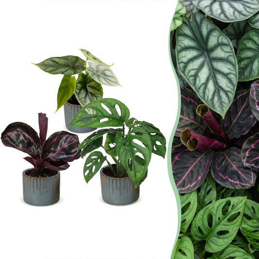 3x Baby Jungle Mix - Vari - Tropicale - incl. Linnea Misty Blue - Ø6cm - ↕10-15cm