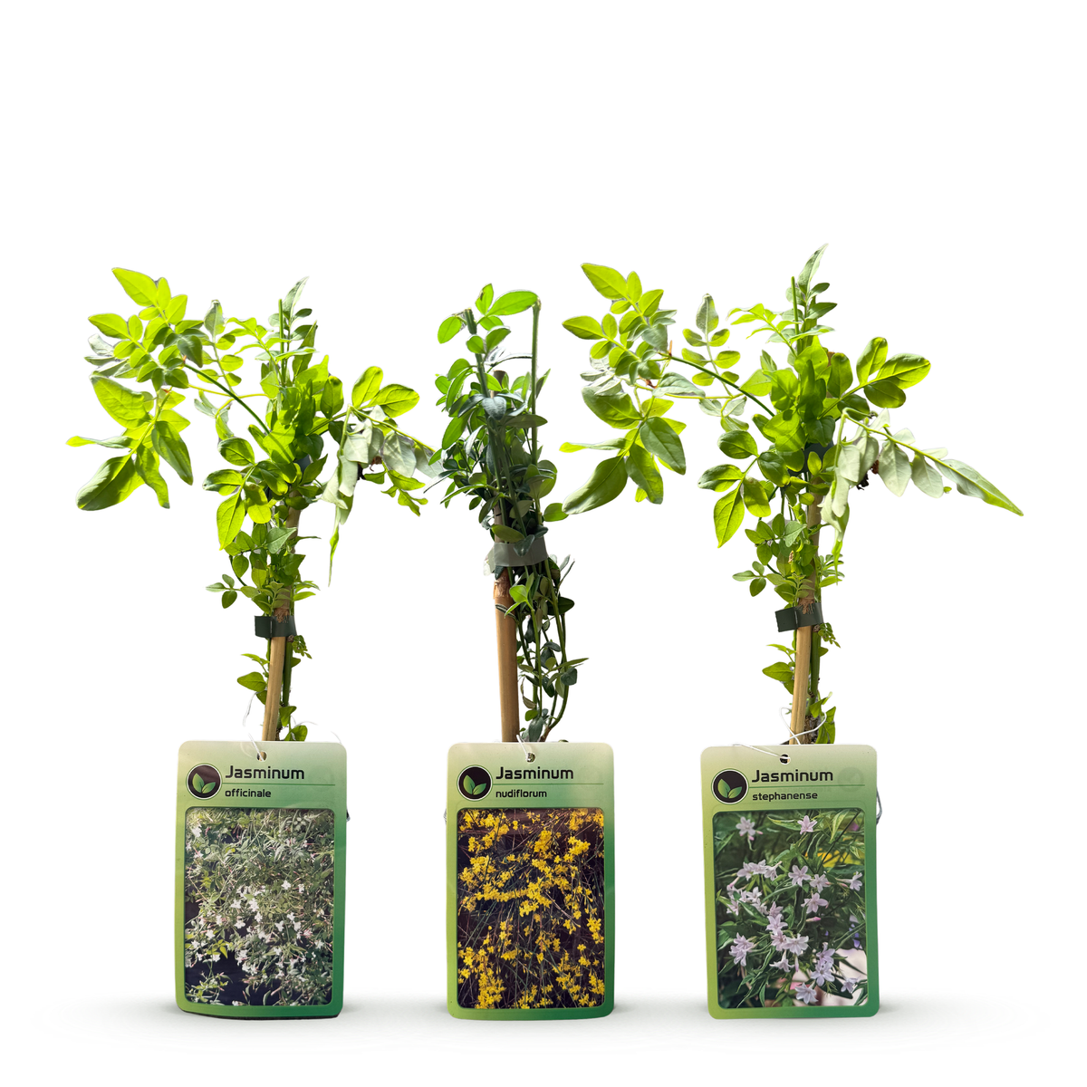 6x Jasminum Tricolour - Tricolor Jasmine - Yellow - White - Pink - Climbing plant - Ø9cm - ↕35cm