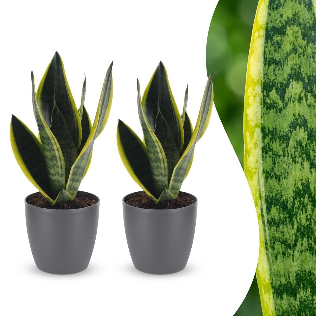 Sansevieria Future Superb - Vrouwentong - 2 Planten - met Potter Grijs - Pot 12cm - Hoogte - 35cm