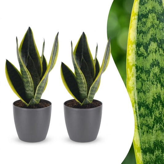 Sansevieria Future Superb - Vrouwentong - 2 Planten - met Potter Grijs - Pot 12cm - Hoogte - 35cm