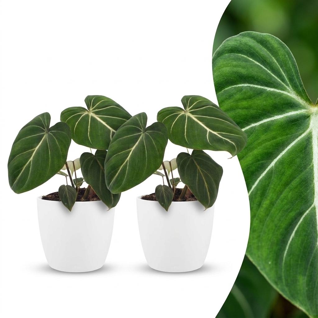 Philodendron Gloriosum - Glorie Philodendron - 2 Planten - met Potter Wit - Pot 12cm - Hoogte 25cm